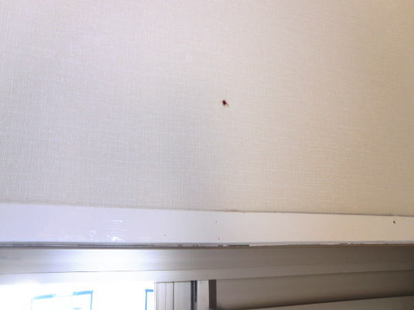 空けた下地にプラグを差し込む作業
