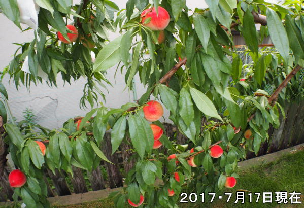 サマーカーテンフェスタ(桃狩り)